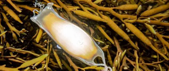 Mermaid’s Purse.