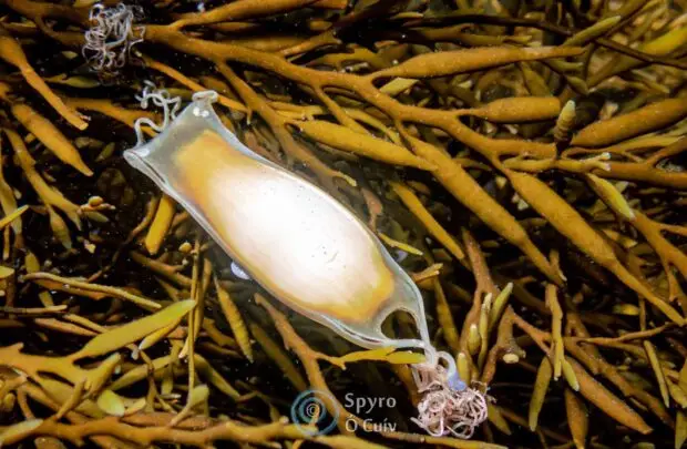 Mermaid’s Purse.
