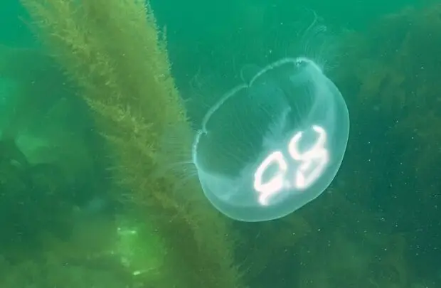 Moon Jellyfish.