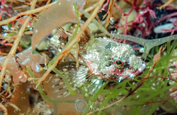 Scorpion Fish.