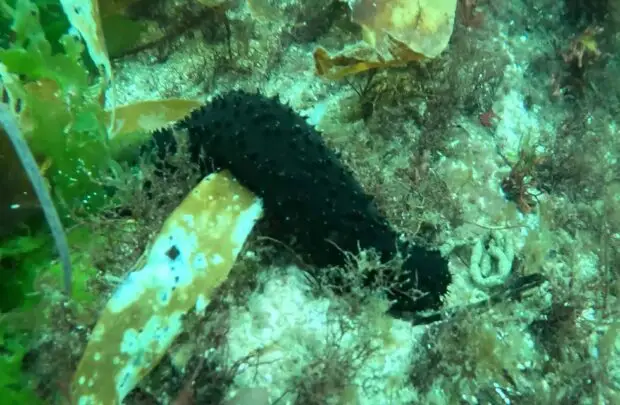Sea Cucumber.