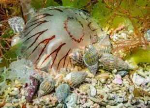 Sea Snails.