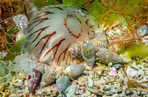 Sea Snails.
