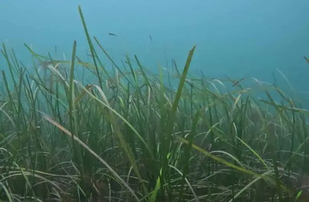 Seagrass.