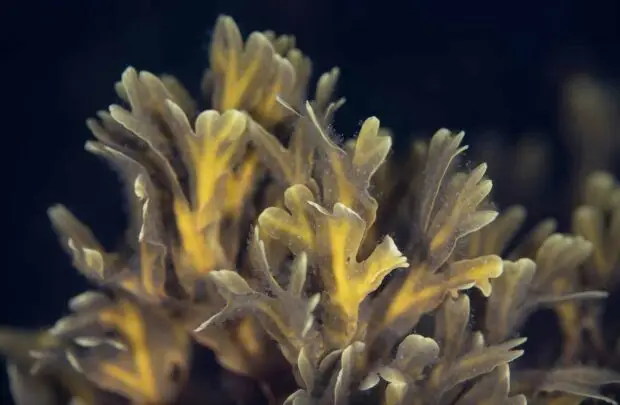 Seaweed.
