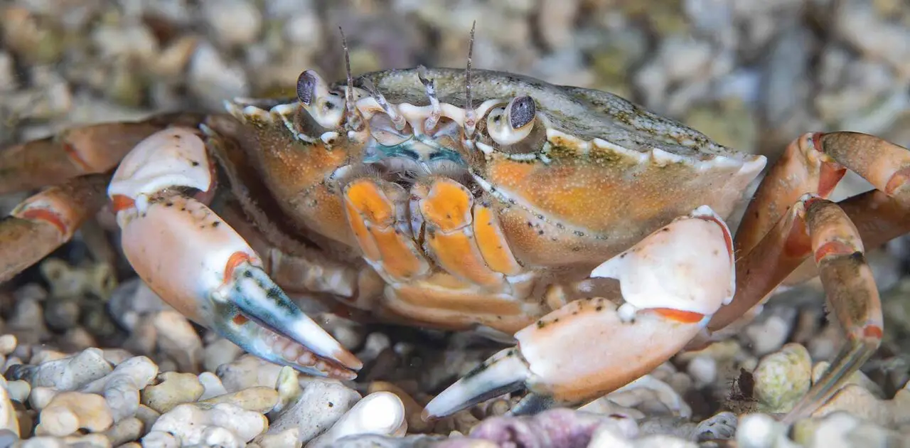 Shore Crab.