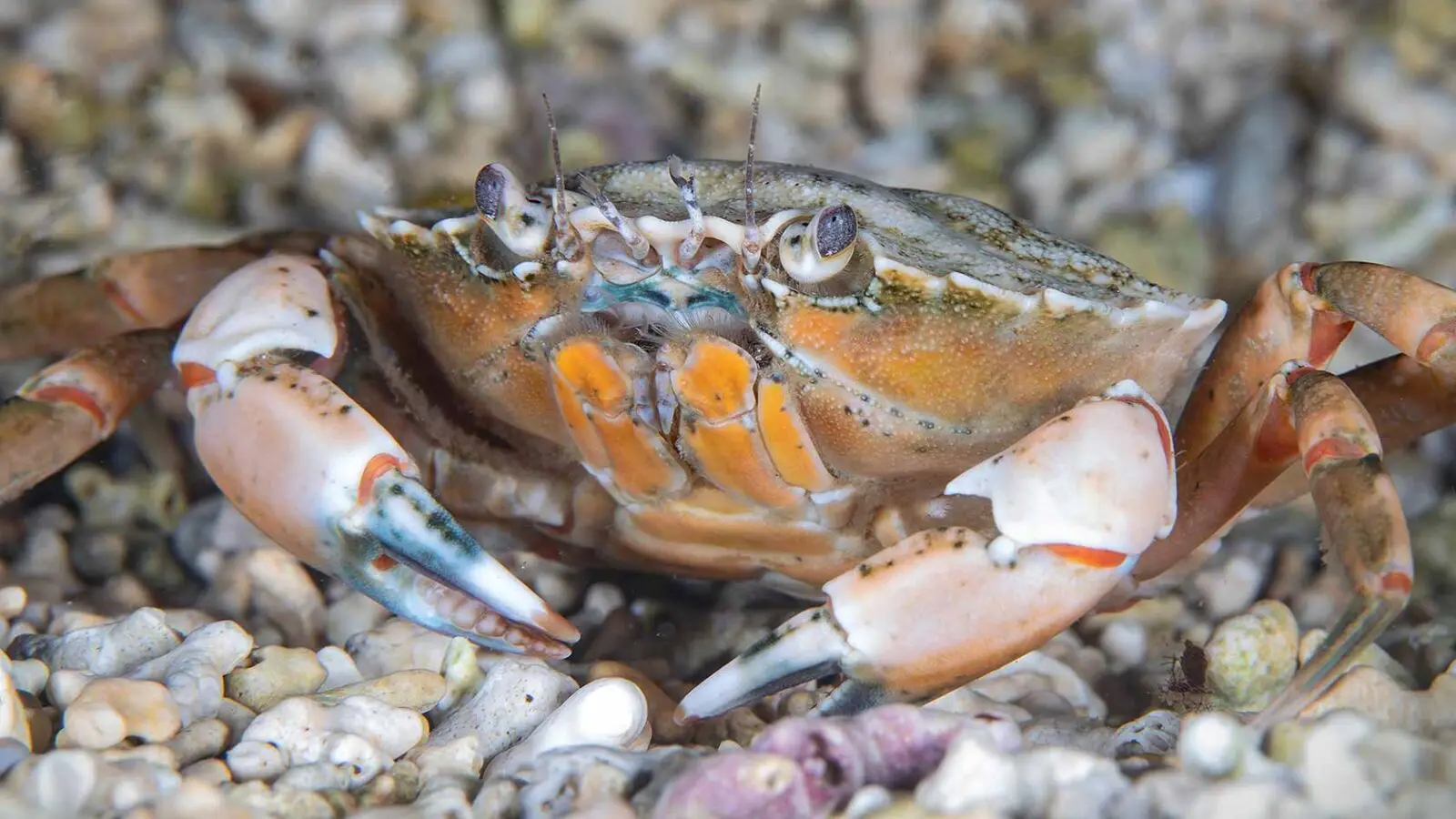 Shore Crab.