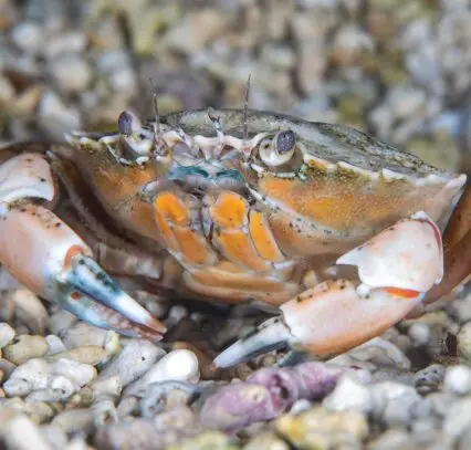 Shore Crab.