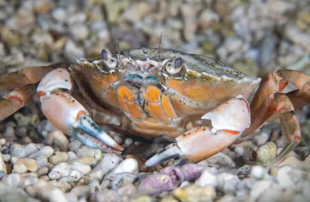 Shore Crab.