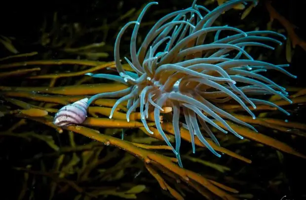 Snacklocks Anemone.
