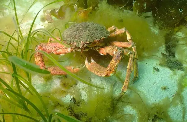 Spider Crab.