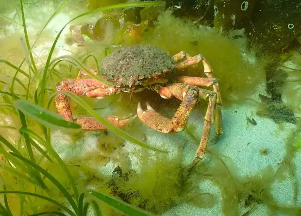 2 Spider Crab.