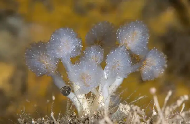 Stalked Jellyfish.