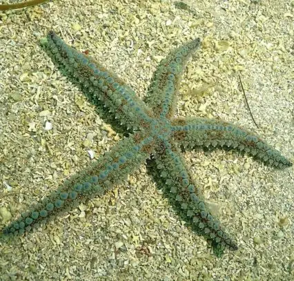 Starfish.