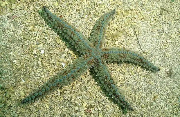 Starfish.