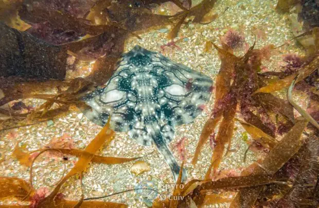 Thornback Ray.