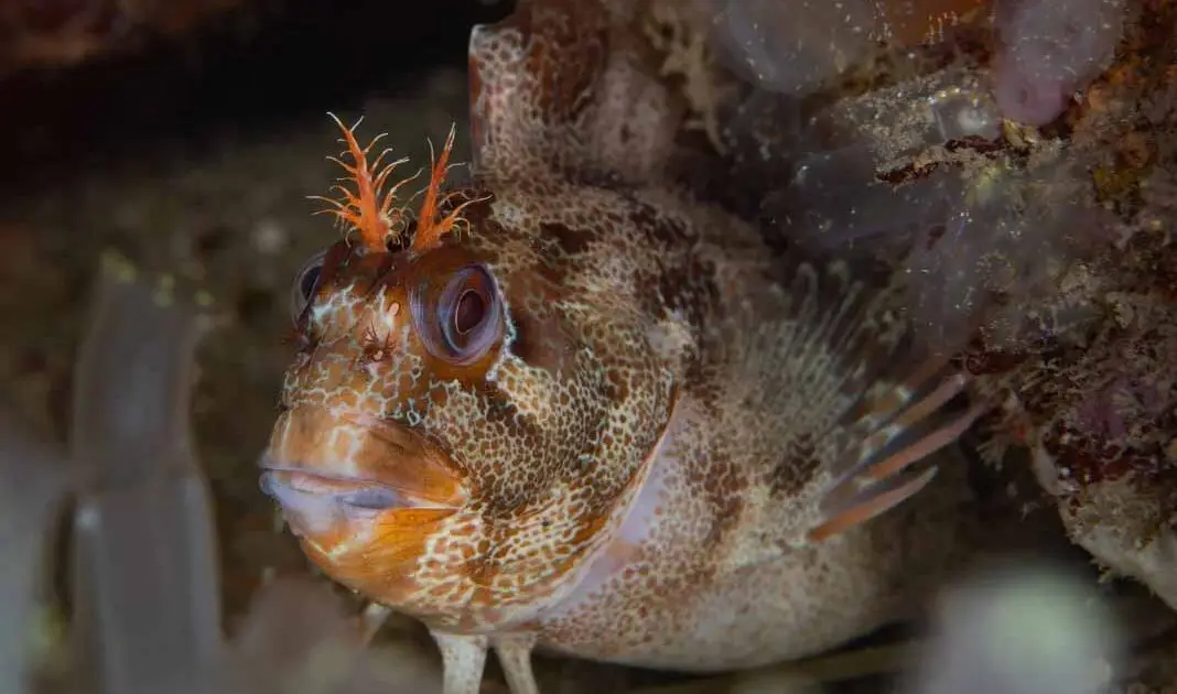 Tompot Blenny.