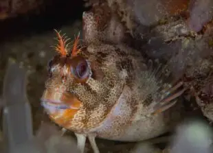 Tompot Blenny.
