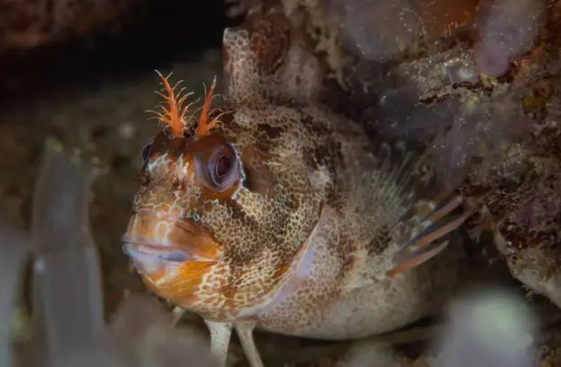 Tompot Blenny.