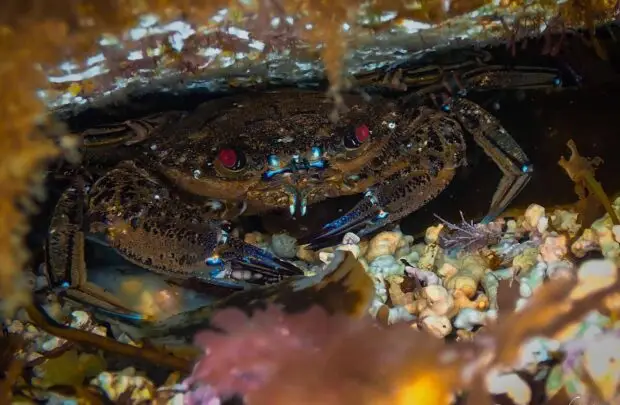 Velvet Swimming Crab.