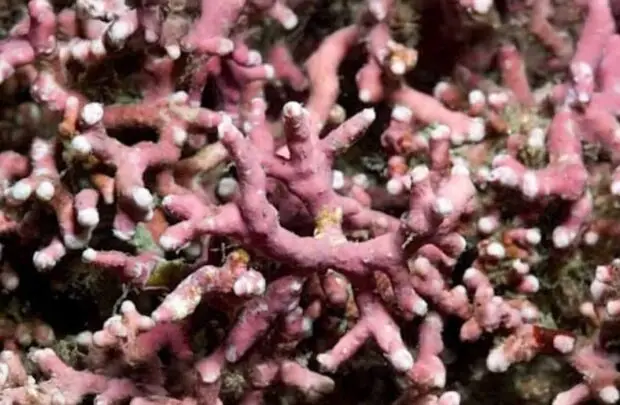 Vibrant Underwater Pigments.