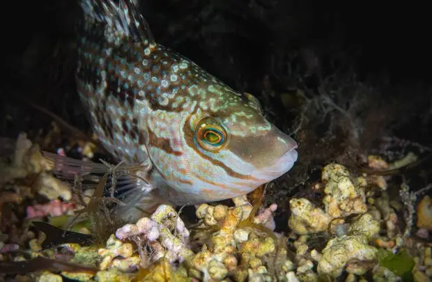 Wrasse.