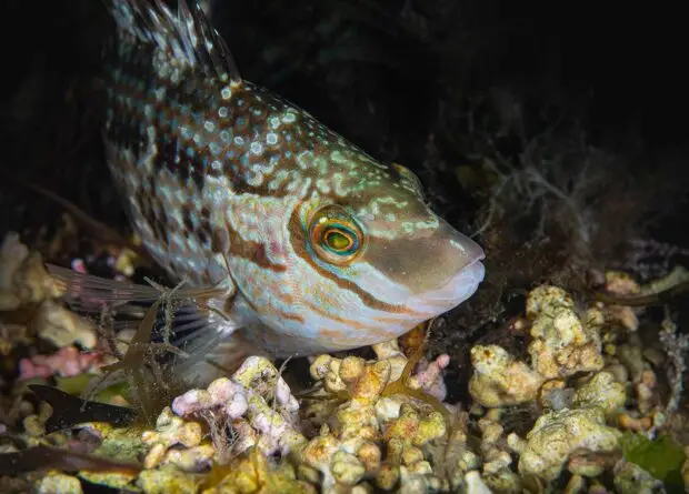 Wrasse.