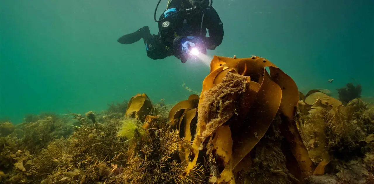 Diving with Atlantic Scuba Adventures 13.