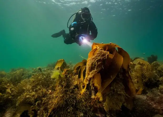 Diving with Atlantic Scuba Adventures 13.