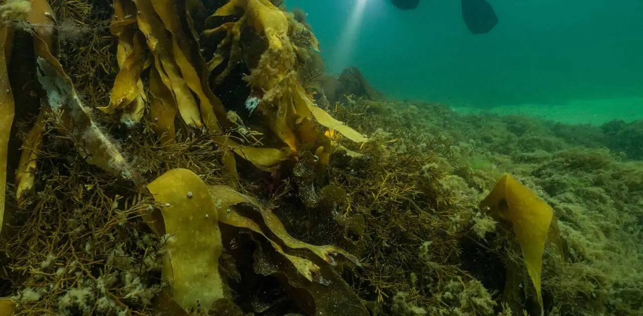 Diving with Atlantic Scuba Adventures 15.