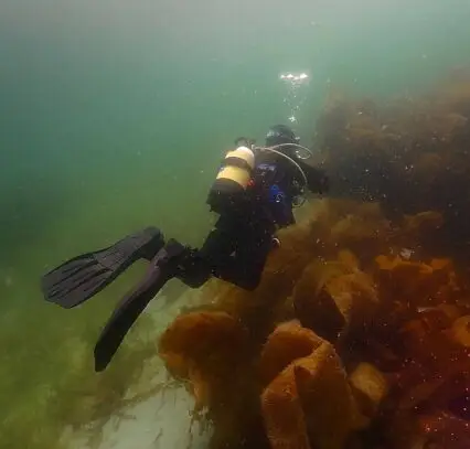 Diving with Atlantic Scuba Adventures.