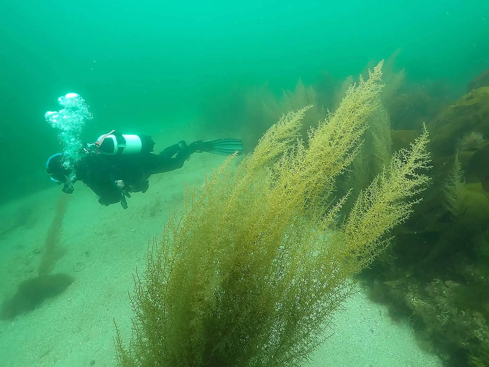 Diving with Atlantic Scuba Adventures, Cararroe, Connemara.