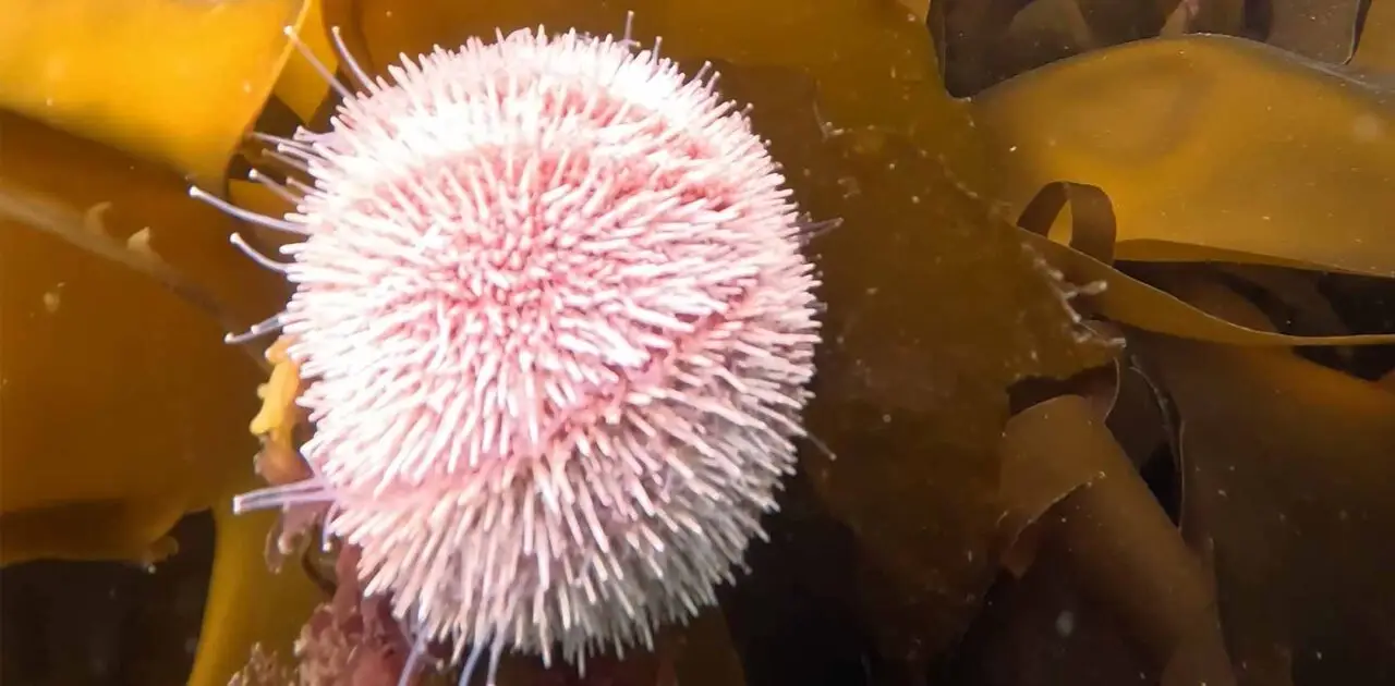 Sea Urchin.