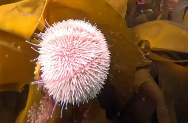 Sea Urchin.