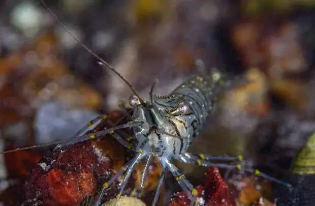 Shrimp.