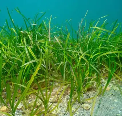 Atlantic Scuba Adventures, Eelgrass Seagrass