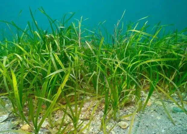 1 Atlantic Scuba Adventures, Eelgrass Seagrass