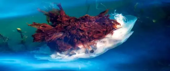 Atlantic Scuba Adventures, Jellyfish Underwater