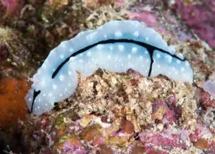 Atlantic Scuba Adventures, Nudibranch