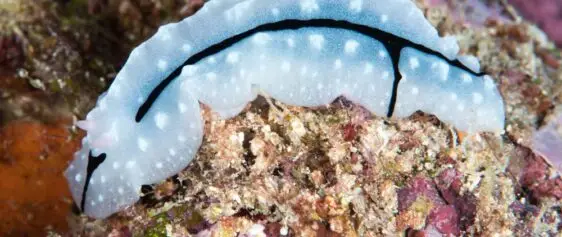 Atlantic Scuba Adventures, Nudibranch