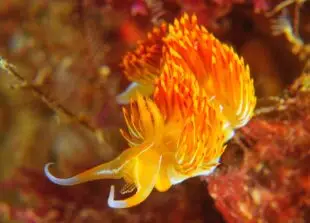 Atlantic Scuba Adventures Nudibranch close-up