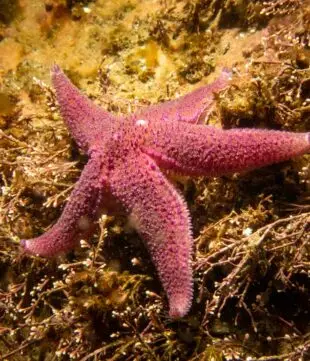 Atlantic Scuba Adventures, Pink Starfish