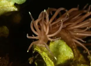 Atlantic Scuba Adventures, Sea Anemone