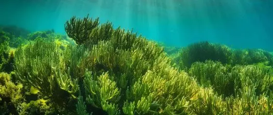 Atlantic Scuba Adventures, Sea Floor Algae