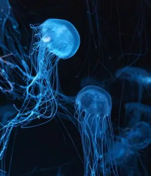 Atlantic Scuba Adventures, Sea Nettle