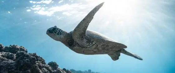 Atlantic Scuba Adventures, Sea Turtle