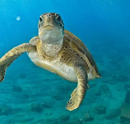 Atlantic-Scuba-Adventures-Sea-Turtle-2