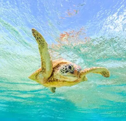 Atlantic Scuba Adventures, Sea Turtle