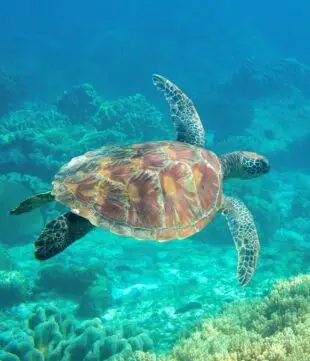 Atlantic Scuba Adventures, Sea Turtle
