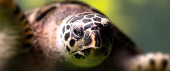 Atlantic Scuba Adventures, Sea Turtle